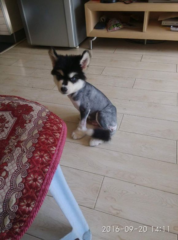 买回来的小阿拉斯加有皮肤病，治疗过程好漫长啊！