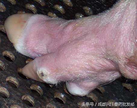 猪发生口蹄疫后正确的处理方法,猪口蹄疫水泡破了会好了吗