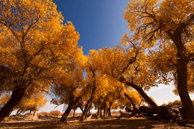 不需要知道你离世的理由，只愿你在天堂能重展笑容！