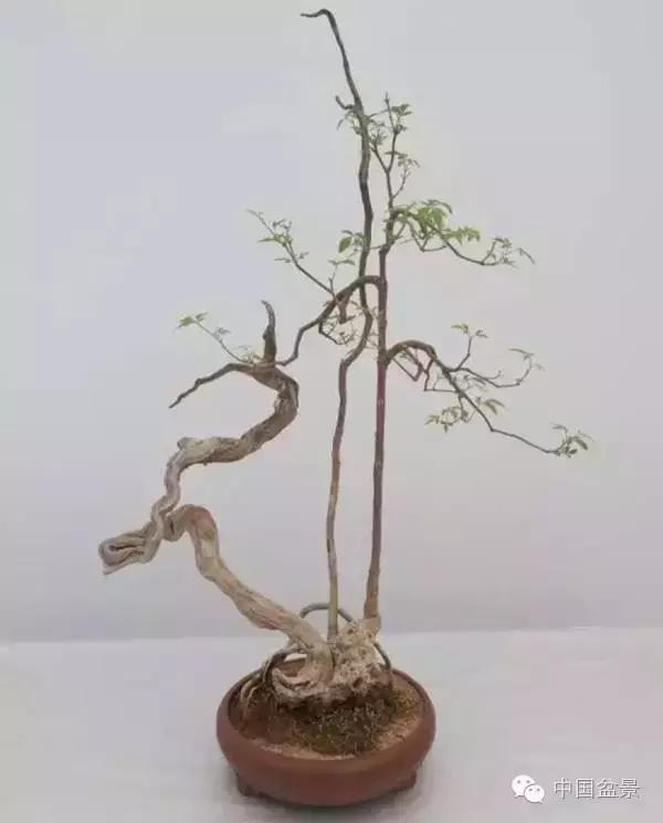红子刺树桩盆景大全,曲杆式树桩盆景图片