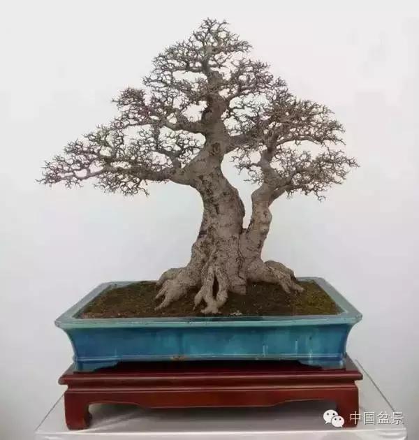 红子刺树桩盆景大全,曲杆式树桩盆景图片
