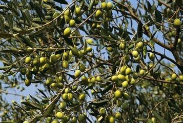 橄榄油吃对了，才能物超所值！