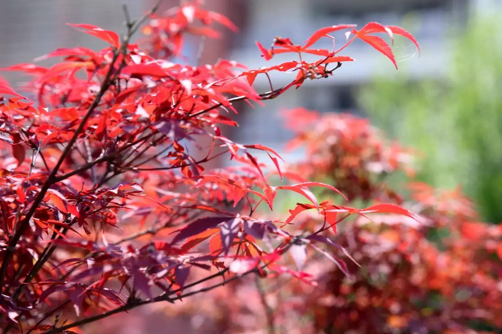 初秋武商院，真的在“给点颜色我看看!