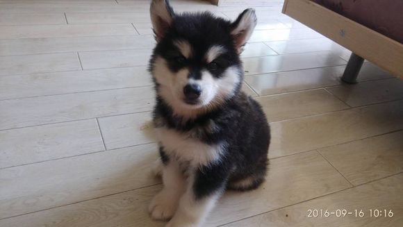 买回来的小阿拉斯加有皮肤病，治疗过程好漫长啊！