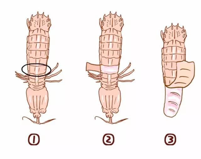 皮皮虾这样处理吃起来不扎嘴,皮皮虾扎了一下怎么处理