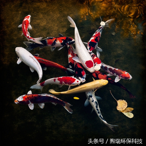 锦鲤喂什么牌子的好吃又营养,锦鲤如何吃得多又可以保持水质