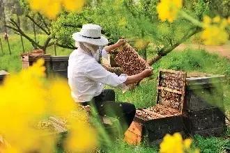 蜂胶被称为什么,蜂胶是什么意思呀