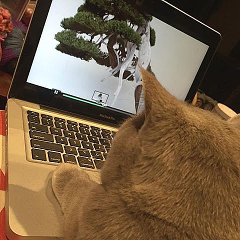 “盆景猫”这种虐猫网站为什么关不掉?!