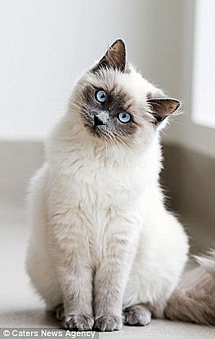 “盆景猫”这种虐猫网站为什么关不掉?!