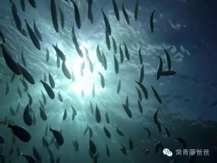 宝宝想补充dha吃什么鱼最好,医生提醒4种鱼含大量dha最补脑