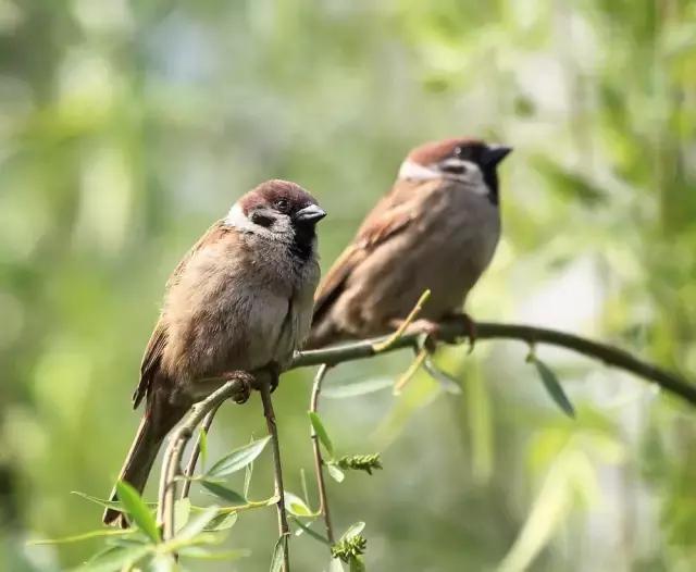 乡间的麻雀,故乡的麻雀