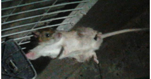 养鸡如何防治老鼠,鸡场老鼠怎么防治