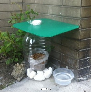 下雨天救助流浪猫,救助流浪猫一定要给猫咪定期驱虫