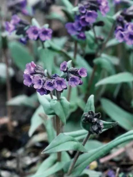 15个高颜值花园庭院设计,冬日无阳光的后花园庭院设计