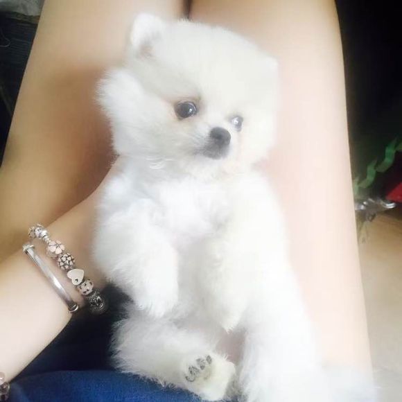 小博美患细小病毒能治疗吗,博美细小治好几率有多大