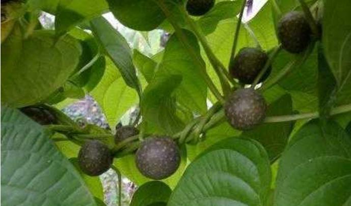 中国有多少肝病患者,中国肝病患者有多少