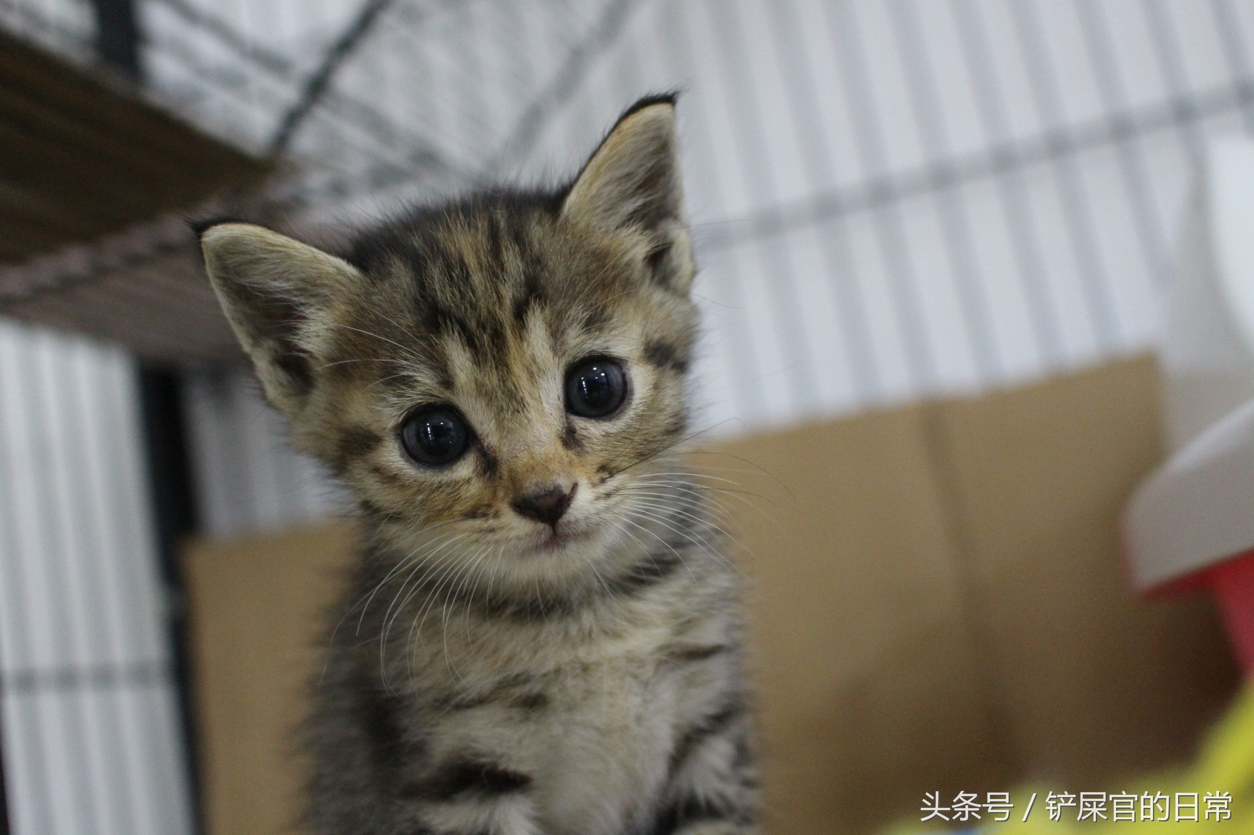 婊℃湀鐚挭鍊煎緱楂樺叴鐨勪簨,钀岀尗鍜垰婊℃湀