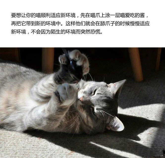 新手养猫指南养猫知识分享,第一次养猫新手必看的养猫攻略