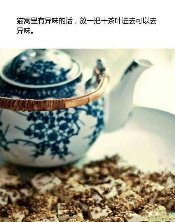 新手养猫指南养猫知识分享,第一次养猫新手必看的养猫攻略