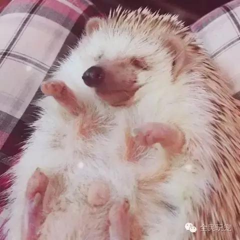 养刺猬有什么烦恼,养刺猬的人多吗