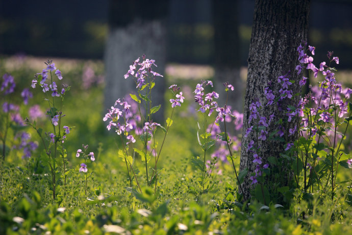 认识中医中药和中草药的知识,小学生中医药文化知识