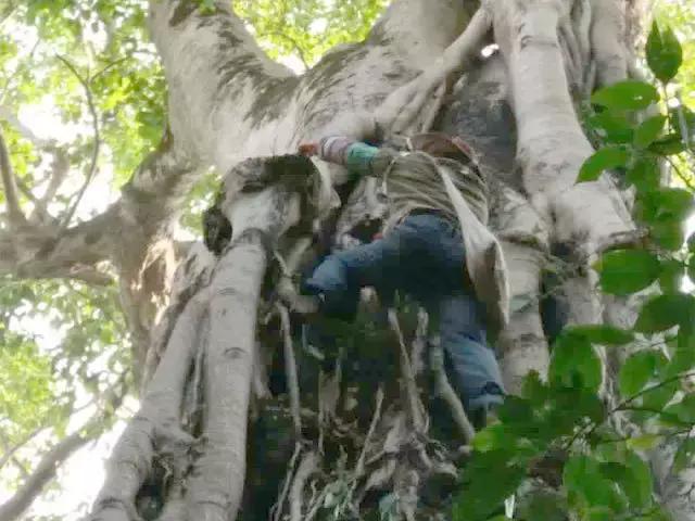 缅甸野人山砍树,村民在原始次生林发现仙草