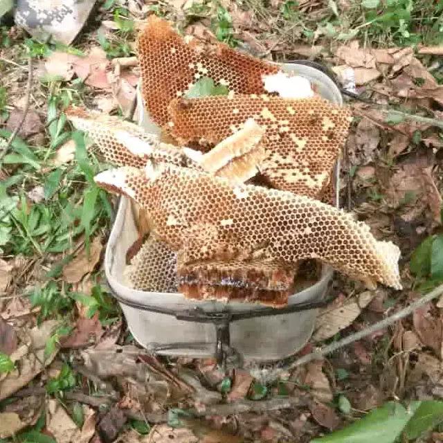 缅甸野人山砍树,村民在原始次生林发现仙草