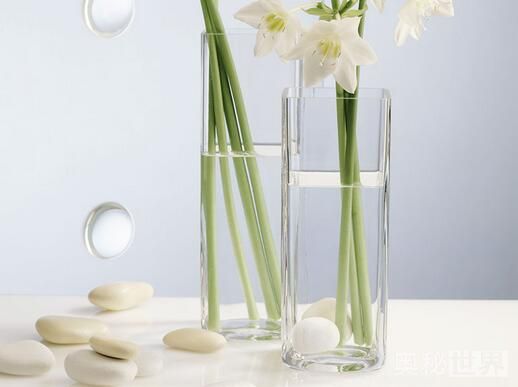 风信子水培开完花后处理流程,水培风信子开花后种球怎么处理