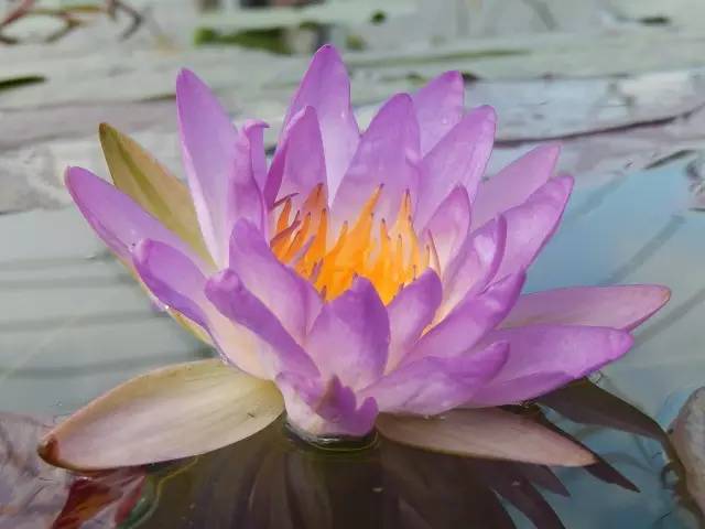 广州莲花山睡莲池,广州市莲花山睡莲