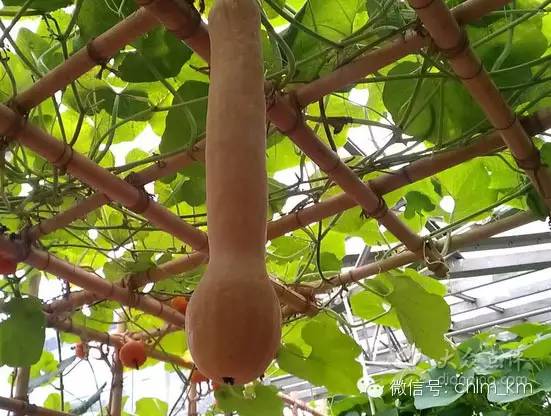 板扎昆明,板扎云南烧烤