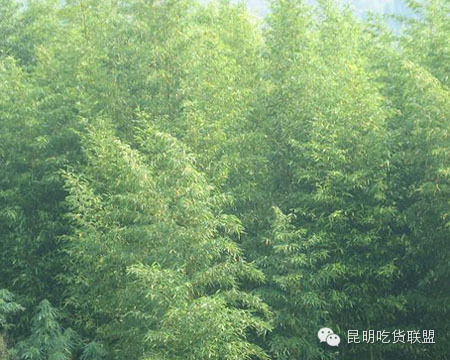 板扎昆明,板扎云南烧烤