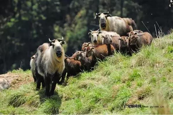 如果你来广元,我才不带你去剑门关嘞!