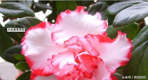 教你如何养花,教你如何养花红掌