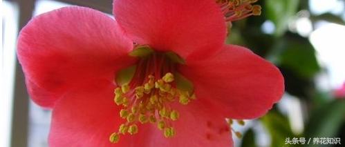 教你如何养花,教你如何养花红掌
