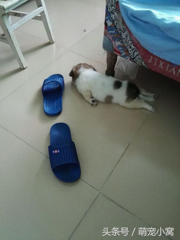 小狗奇遇记动画片,小狗奇遇记完整