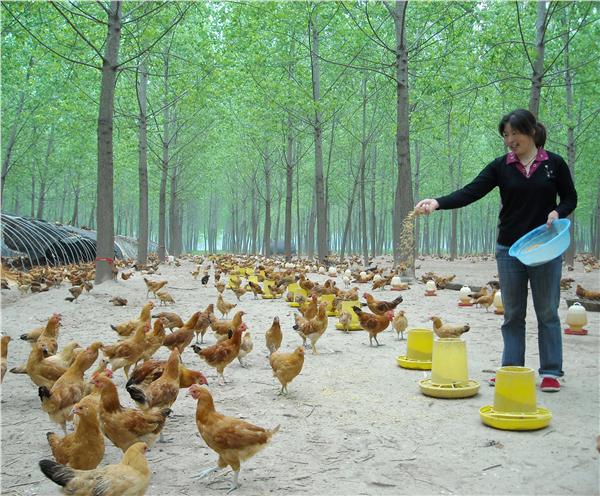 cctv7致富经土鸡养殖,致富经养殖土鸡视频