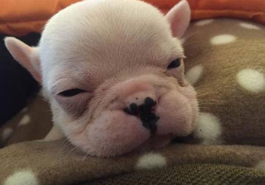 狗狗白内障的症状初期,狗狗白内障专用眼药水