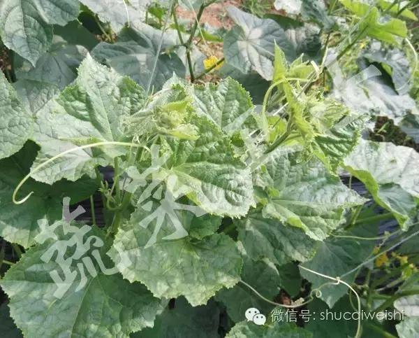 黄瓜苗花叶病毒病,黄瓜病毒病讲解