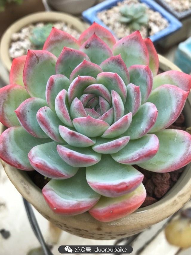 温差大多肉怎么会上色,温差大多肉才能出锦吗