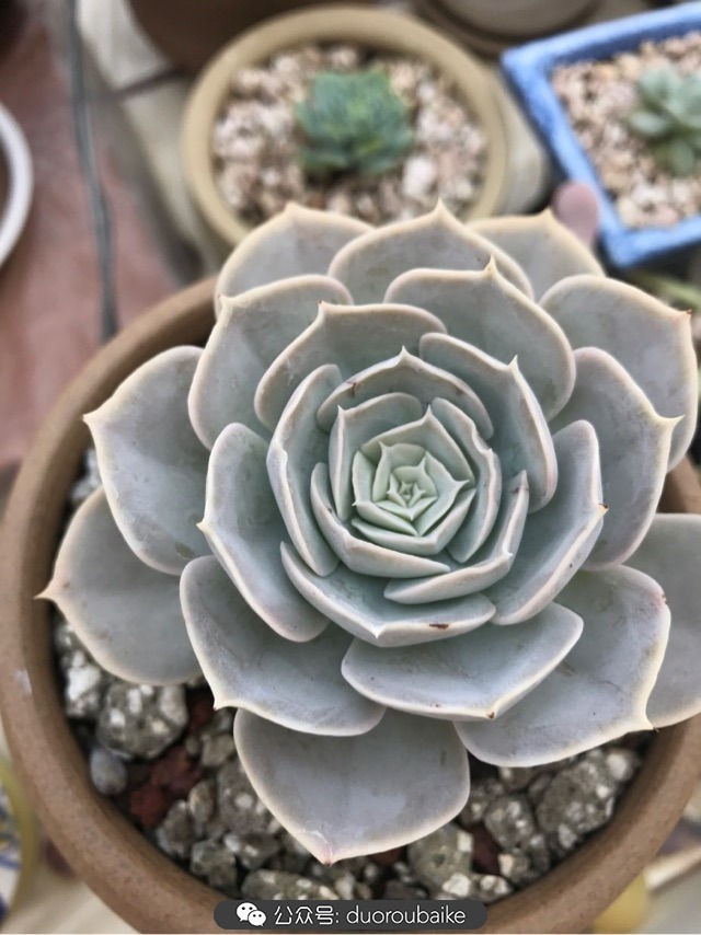 温差大多肉怎么会上色,温差大多肉才能出锦吗