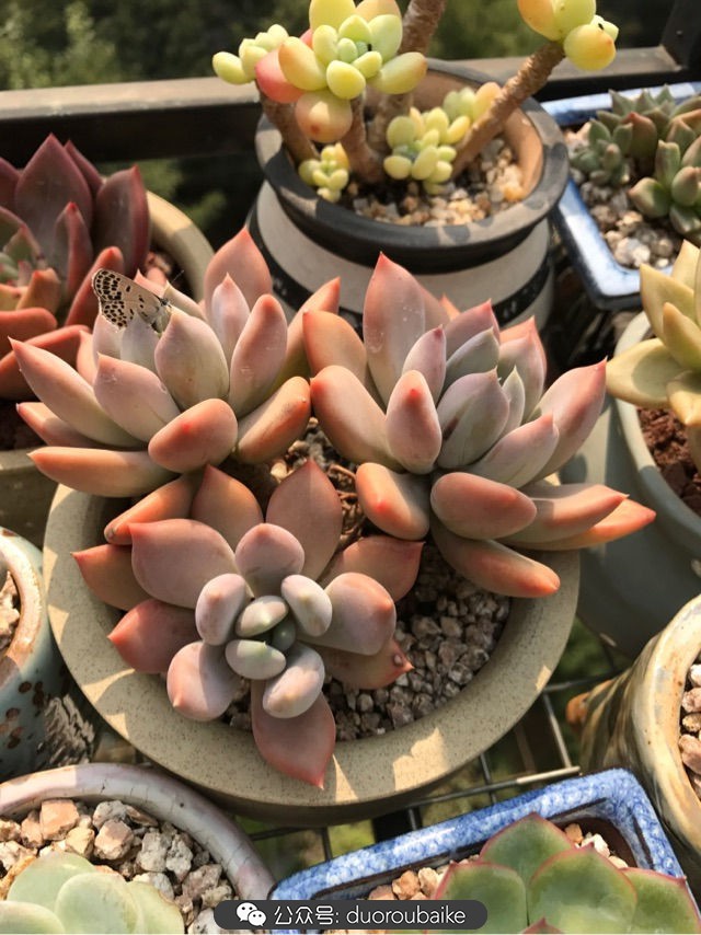 温差大多肉怎么会上色,温差大多肉才能出锦吗