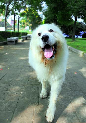 大白熊好养吗一个月开销多少,大白熊能在什么城市养