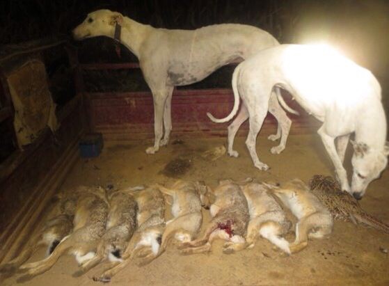 狗逮兔子犯法吗,细狗抓兔子技巧