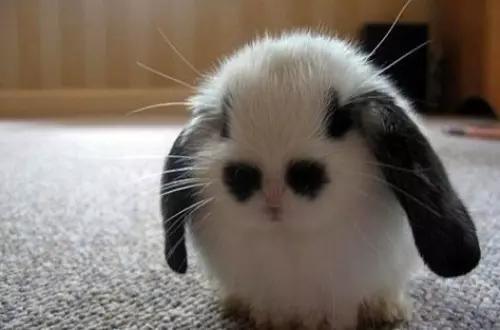 瞬间笑喷的爆囧奇葩,男人这种生物到底有没有情商啊!