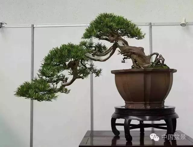 盆景制作与市场,盆景行业的内幕