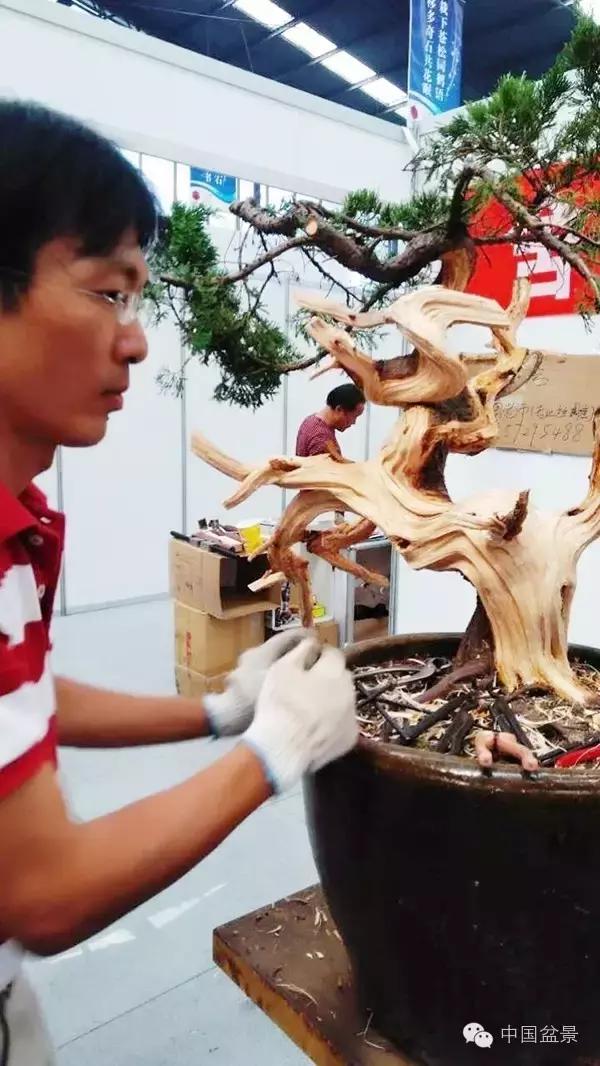 盆景制作与市场,盆景行业的内幕