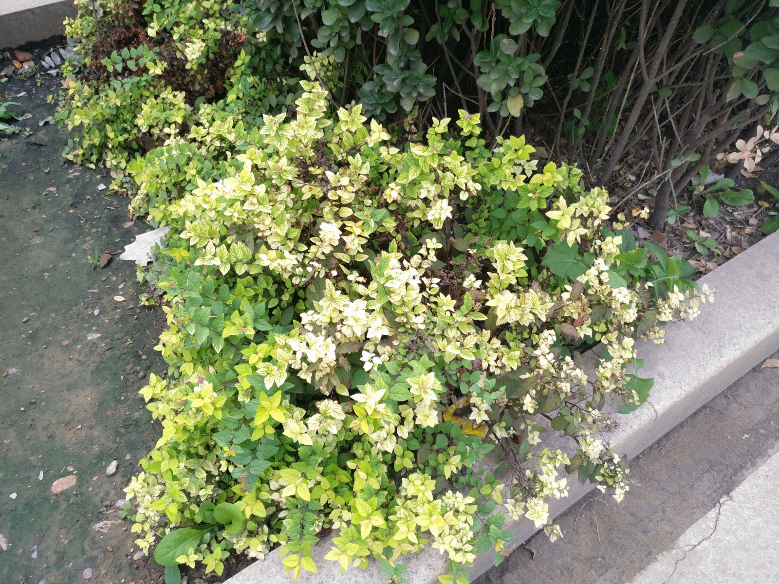 劫中劫豆瓣得分,乐pro3评测