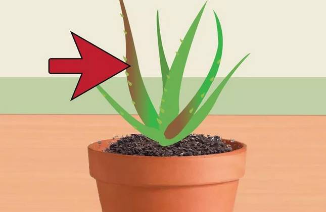 芦荟花烂根还能救活吗,如何救活蔫巴的芦荟