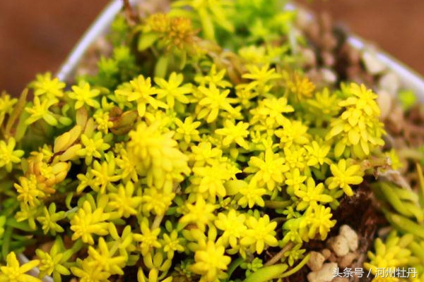 河州牡丹—黄金万年草叶子蔫了还有救吗