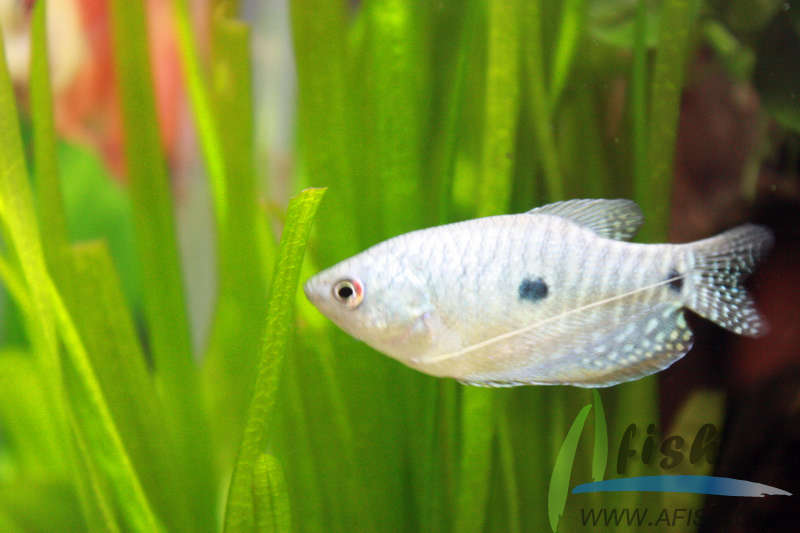 热带小型观赏鱼曼龙鱼一天喂几次,曼龙鱼可以和热带小鱼一起养么